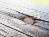 Dacryopinax spathularia image