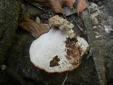 Ganoderma sessile image