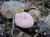 Lactarius hatsudake image