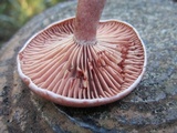 Lactarius hatsudake image