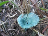 Lactarius hatsudake image