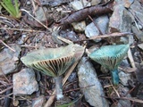 Lactarius hatsudake image