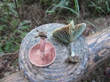 Lactarius hatsudake image