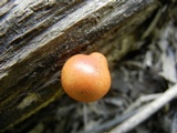 Gymnopilus liquiritiae image