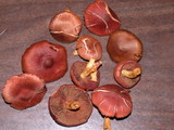 Cortinarius semisanguineus image