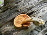 Gymnopilus liquiritiae image