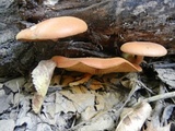 Gymnopilus liquiritiae image