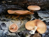 Gymnopilus liquiritiae image