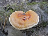 Ganoderma sessile image