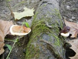 Ganoderma sessile image