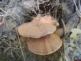 Ganoderma sessile image