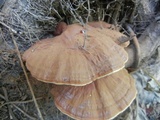 Ganoderma sessile image