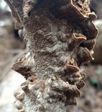 Fuscocerrena portoricensis image