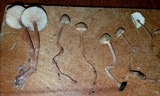 Gymnopus spongiosus image