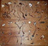 Gymnopus spongiosus image