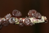 Exidia recisa image