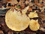 Lentinus levis image