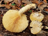 Lentinus levis image