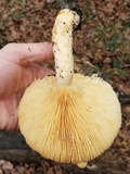Lentinus levis image
