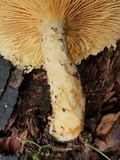 Lentinus levis image