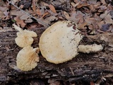 Lentinus levis image