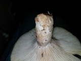 Lentinus levis image