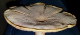 Lentinus levis image