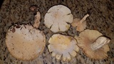 Lentinus levis image