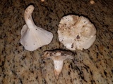 Hygrophorus subsordidus image