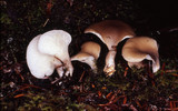 Hohenbuehelia petaloides image