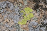 Pleopsidium flavum image