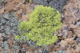 Pleopsidium flavum image