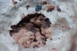 Tulasnella violea image