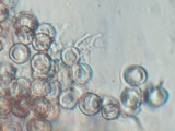 Tulasnella violea image