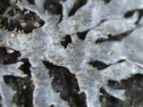 Imshaugia aleurites image