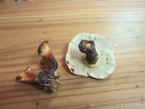 Ganoderma tropicum image