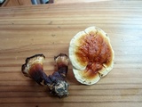 Ganoderma tropicum image