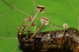 Mycetinis opacus image