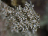 Imshaugia aleurites image