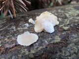 Hohenbuehelia reniformis image