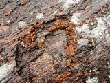 Hypocrea jecorina image