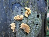 Hypocrea rufa image