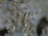 Imshaugia aleurites image