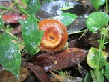 Lentinus velutinus image