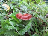 Lentinus velutinus image