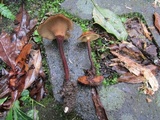 Lentinus velutinus image