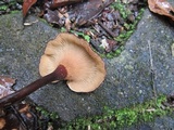 Lentinus velutinus image