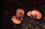 Hohenbuehelia petaloides image