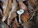 Lepiota atrodisca image