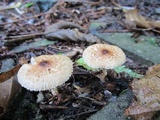 Lepiota clypeolaria image